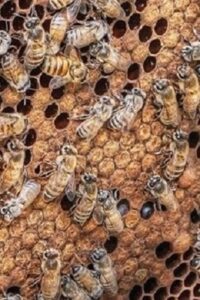 Deciding How to Expand Your Beehives Image